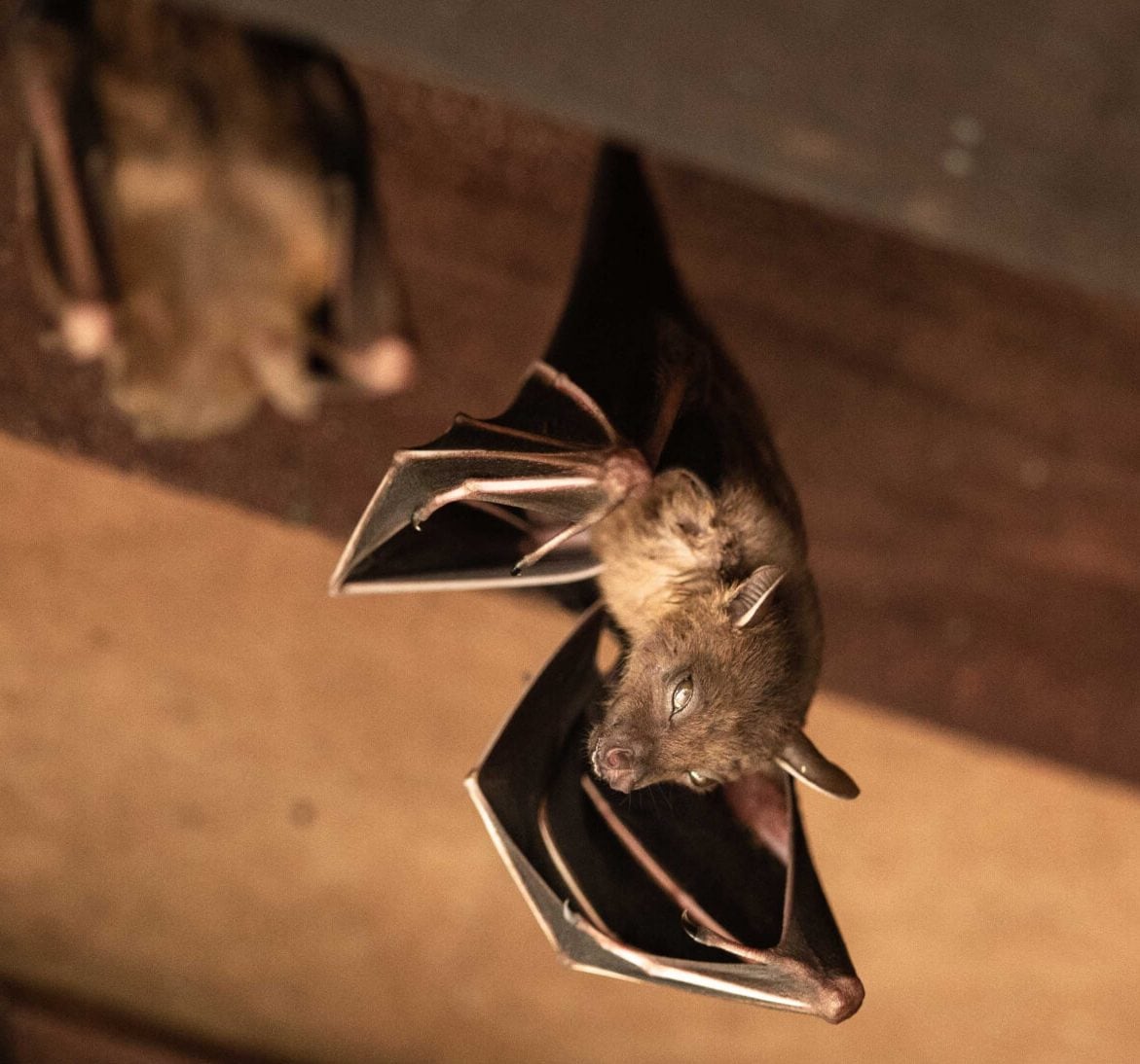 Wildlife-Bats in Dickinson